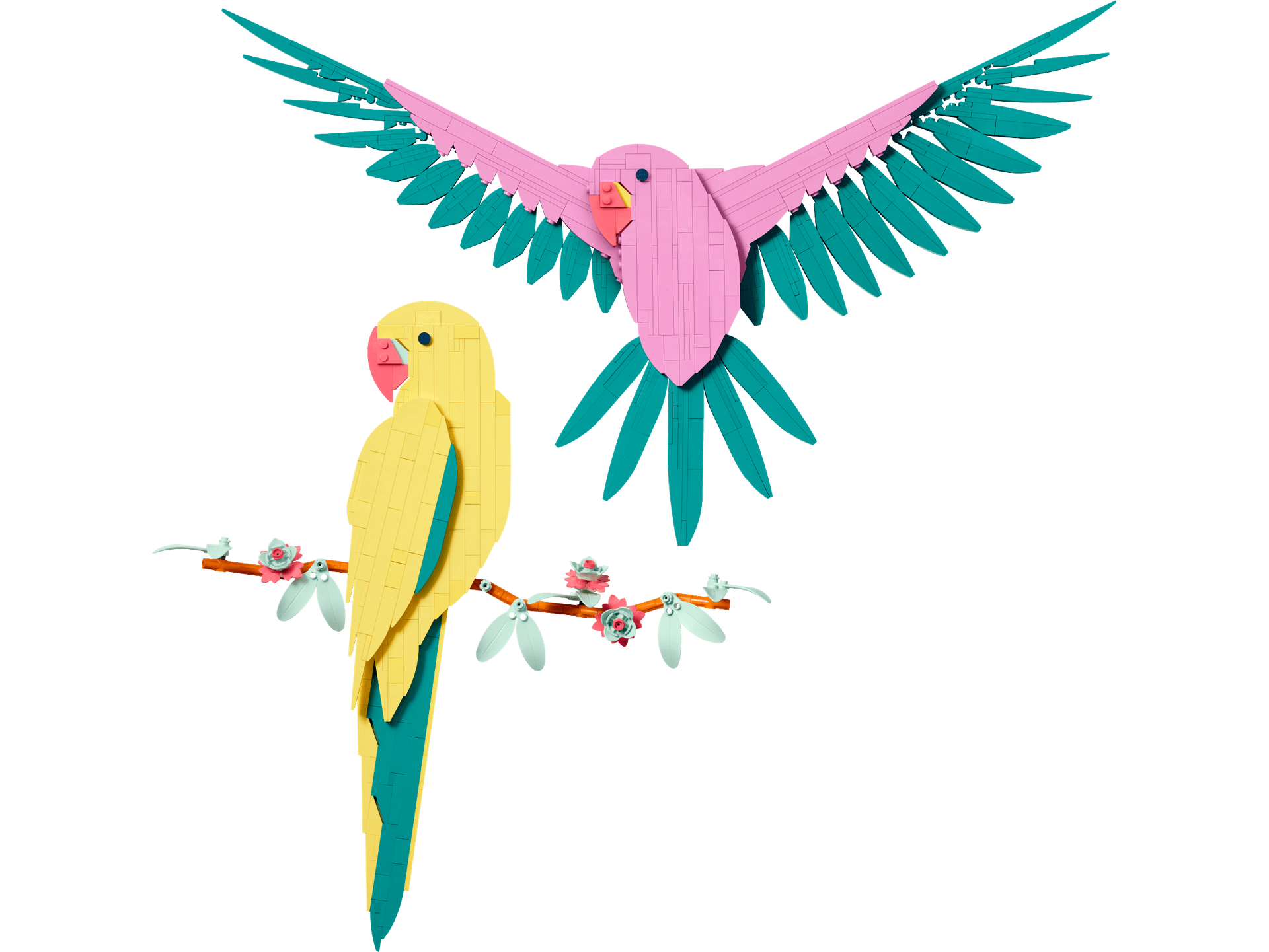 Macaw Parrots